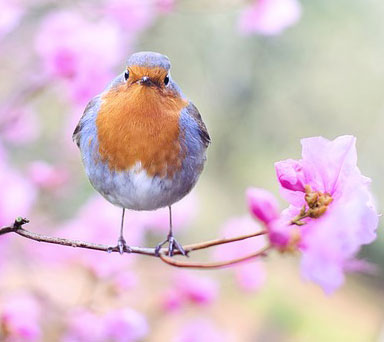 Observar aves paseos CENEAM