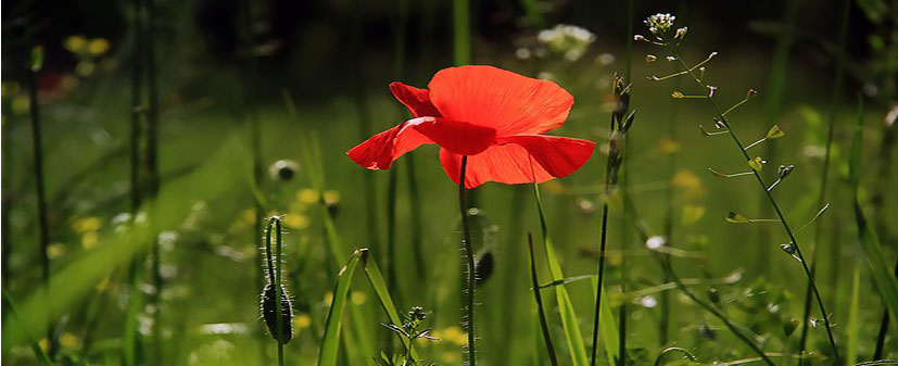 paseos en la naturaleza entorno Jardin de la Hilaria